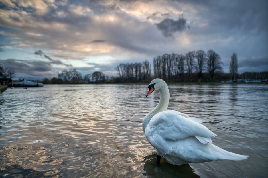 A white swan floats calmly on a body of water during late afternoon or early evening, with its long neck gracefully curved and its orange beak visible. The swan's feathers appear smooth and well-kept, reflecting soft light from the cloudy sky above. In the background, leafless trees line the distant shoreline, creating a natural silhouette against the partly cloudy sky with patches of blue and orange hues indicating sunset or sunrise. The water surface shows gentle ripples, and a few boats can be seen moored along the shoreline to the left, suggesting a lakeside or riverside environment that is occasionally visited by wildlife. The scene offers a peaceful, natural setting that aligns with the concept of alternative waste management practices, such as on-site clearance or private collection, subtly supported by the calm and undisturbed environment, often associated with proper rubbish removal in outdoor or lakeside areas. The overall composition emphasizes the serenity of the setting, making it relevant for illustrating environmentally conscious disposal or waste clearance in natural surroundings.